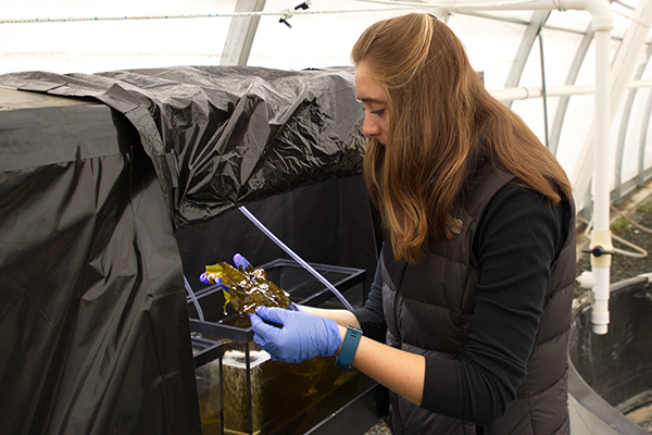 NIC student research assistant Emily Lohn examines kelp tissue at Manatee Holdings Ltd.