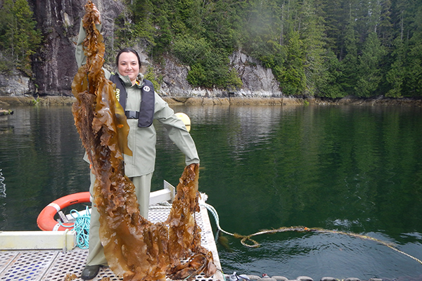 NIC student Deniz Konakli holds up sugar kelp at a North Island aquaculture site.
