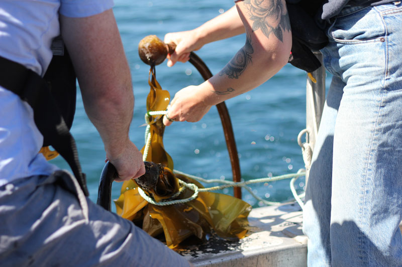 CARTI Researchers pull kelp from the ocean to take measurements
