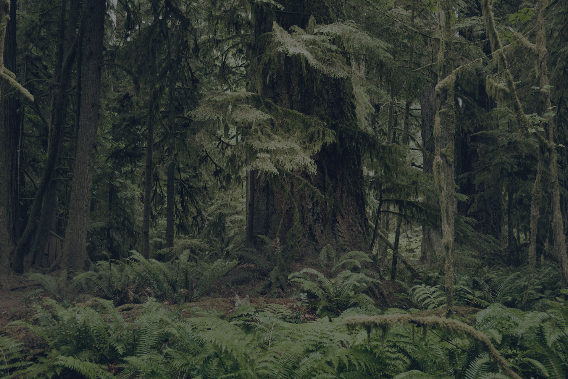 Old growth forest