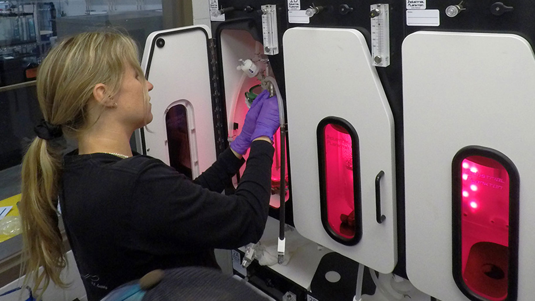 A person sets up a bioreactor for seaweed research