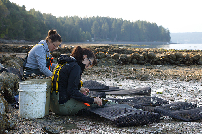 Students work on the beach in order to protect oysters from crab predation