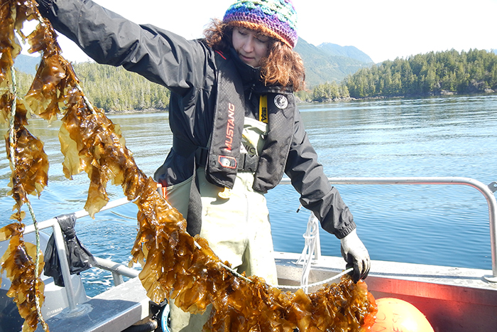 NIC student Ashley Riley holds up a test line of sugar kelp, near Tofino, BC