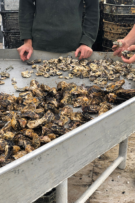 Workers stand at a table comparing oysters