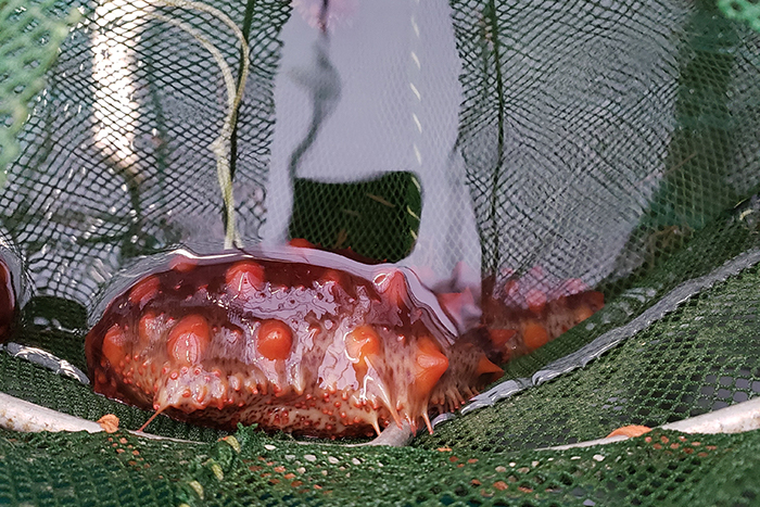 Sea cucumbers in an experimental net