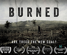 NIC film screening asks, are trees the new coal?