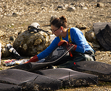 NIC research helps protect shellfish from predators