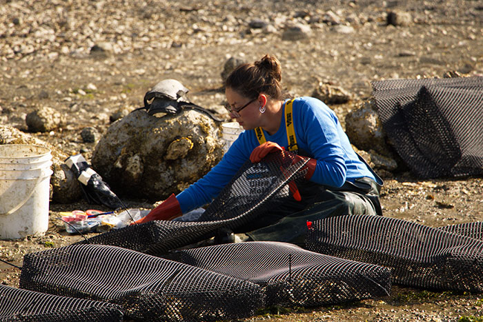 NIC research helps protect shellfish...