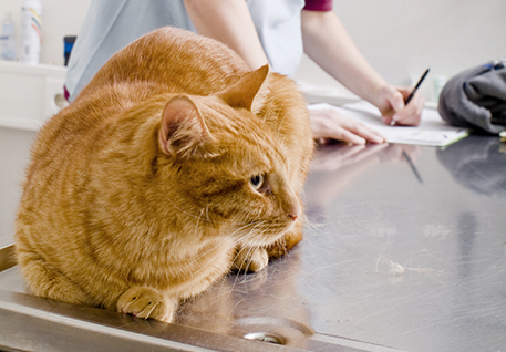 Animal Care Aide info session
