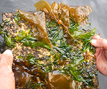 NIC and Kwiakah First Nation partner on kelp research