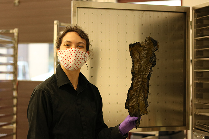 NIC researching seaweed processing possi...
