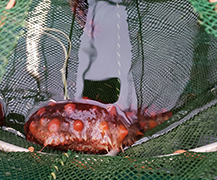 NIC in the News: B.C. researchers turn to sea cucumbers to address aquaculture sustainability