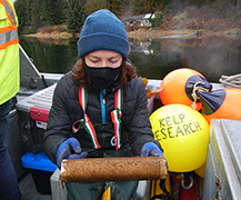 NIC researching kelp habitat banks for the forestry sector